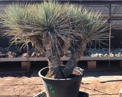 Desert plants